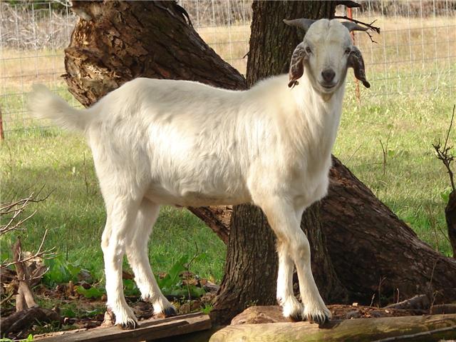Savanna Goats mygoats74864